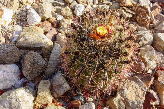 Blooming Arizona Barrel Fishhook Cactus, Ferocactus wislizeni, with vivid yellow-red flowers in rocky xeric desert-like ground on a warm summer morning, Phoenix, Arizona