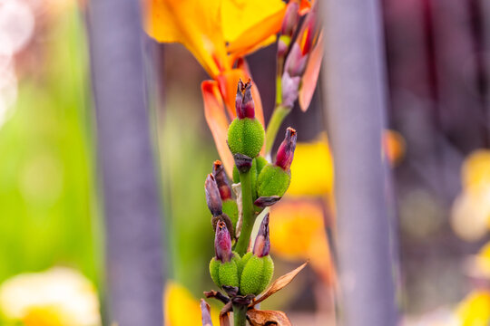 Canna indica pertenece a la familia Cannaceae.