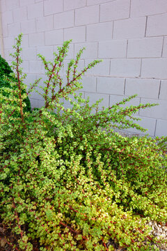 Soft early summer morning light on Elephant Bush or Portulacaria afra shrub under a block fence in a xeric garden, Phoenix, Arizona
