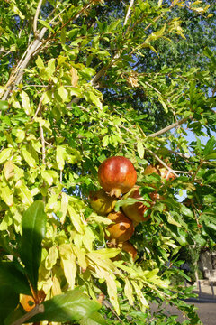 Sunlit pomegranate fruits, Punica granatum, hanging on green leafy branches in a warm Phoenix Arizona summer morning