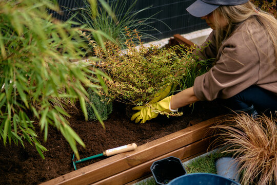 Woman Gardening With Yellow Gloves Transplanting A Potted Plant 