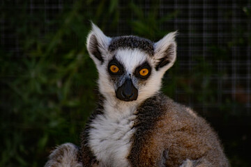 ring tailed lemur © susannemogensen