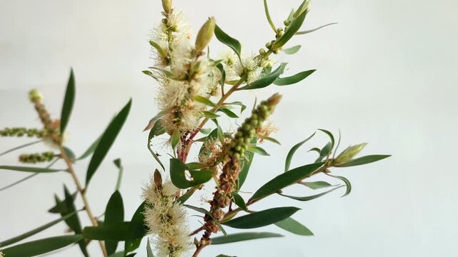 euca;yptus tree flowers