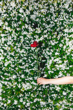 Red Rose Against Blossoms