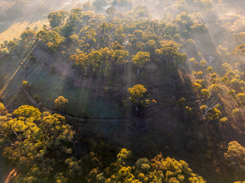Rays of sunshine through the tree tops of a hillside forest