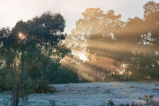 Rays of morning sunshine streaming through gum trees in a rural forest
