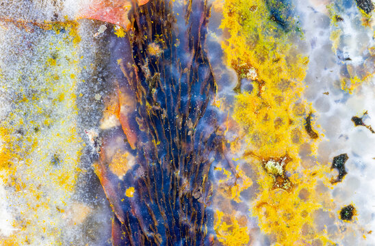 Multicolored Opalized Petrified Wood Macro  