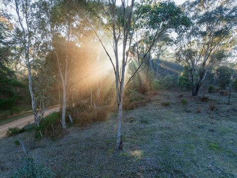 Rays of morning sunshine streaming through gum trees in a rural forest