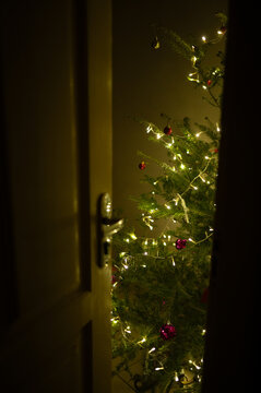 Tree at home