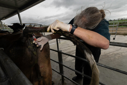 Liver and Blood Sampling in Dairy Cows