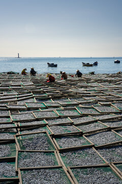 Vertical Fish Drying Landscape