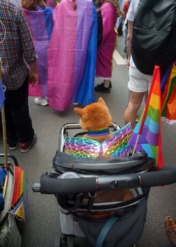 Dog in stroller on pride parade