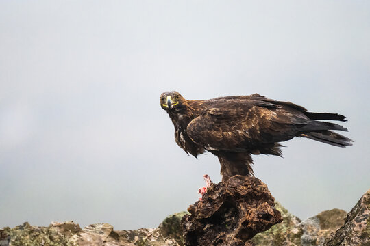 Golden Eagle Eating A Prey Perched On A Tree Stump  