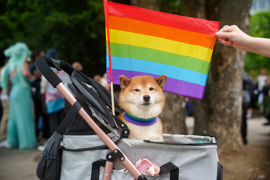 Shiba inu dog pride flag