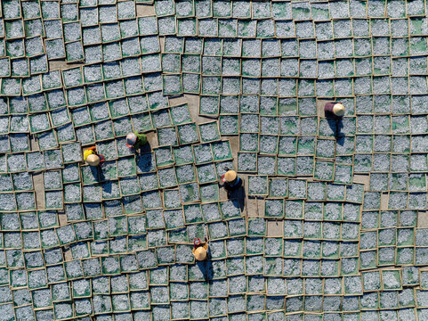 Fish Drying From Above