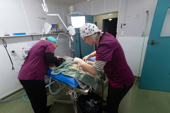 Sterile swine surgery: castration of a Captain Cooker
