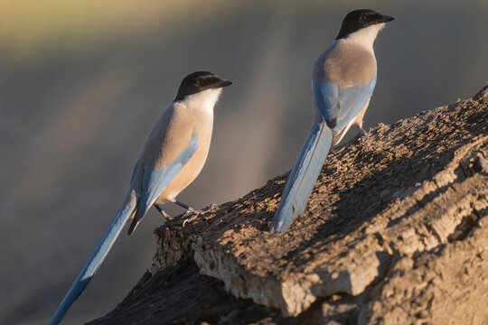 Two Iberian Magpies Perched On A Tree Trunk  
