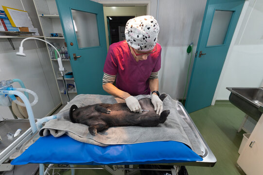 Sterile swine surgery: castration of a Captain Cooker