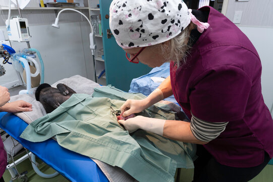 Sterile swine surgery: castration of a Captain Cooker