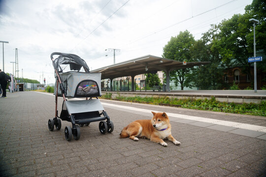 Dog on train station