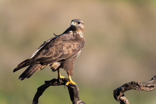 Common Buzzard (Buteo Buteo) In The Wild  