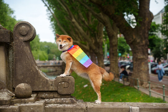 Shiba inu dog pride flag