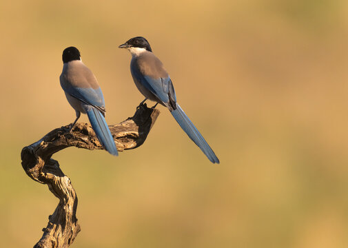 Two Iberian Magpies Perched On A Tree Branch  