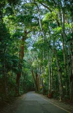 Forest Road Canopy