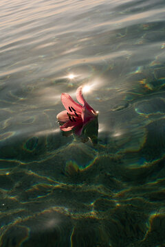 Pink lily flower