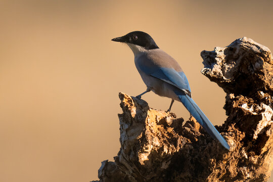 Iberian Magpie Perched On A Tree Stump