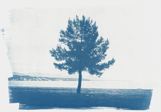 A Tree On The Beach

