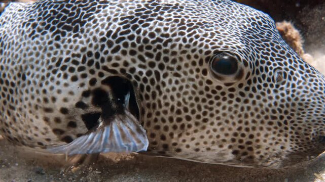 Extreme Close-Up of a Stars and Stripes Pufferfish (Arothron hispidus) in the Red Sea, Aqaba, Jordan