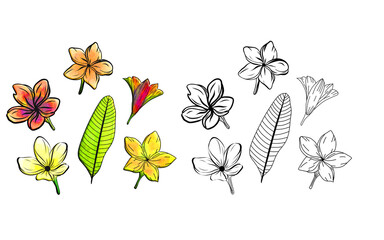set of flowers,Hand drawn plumeria flowers and tropical leaf vector element set © MD MAHBUBUR RAHMAN R
