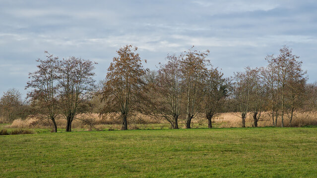 row of bare alder trees in a meadow on a sunny day with clear blue sky in the Bourgoyen nature reserve, Ghent, Flanders, Belgium - alnus glutinosa 