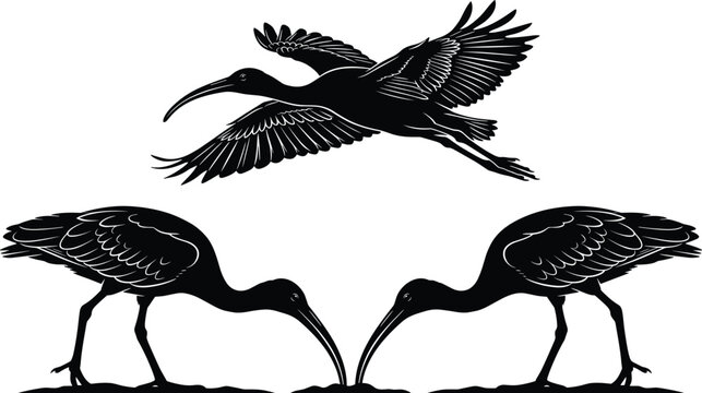 Black and white ibis bird vector silhouettes standing and flying isolated on clean white background