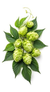 Vibrant green hop cones and lush leaves are artfully arranged against a pure white background, highlighting their organic texture and form, nature, stem, bitterness