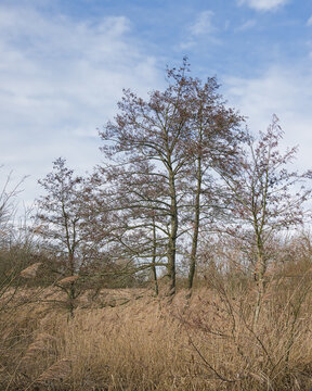bare alder trees and reed in a marsh in Bourgoyen nature reserve, Ghent, Flanders, Belgium
