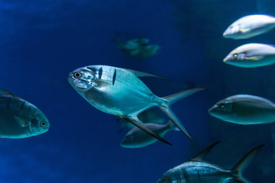 A silvery pampano fish (permit) swims in a school in seawater, underwater marine life photography