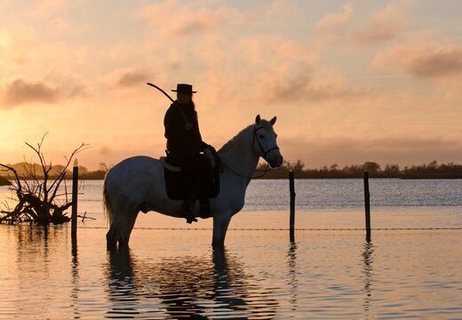 Camargue horse