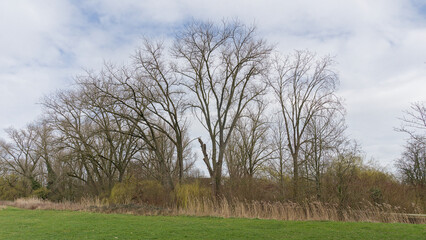 group of bare willow trees in a meadow in the wetlands of Bourgoyen nature resereve, Ghent, landers, Belgium © Kristof Lauwers