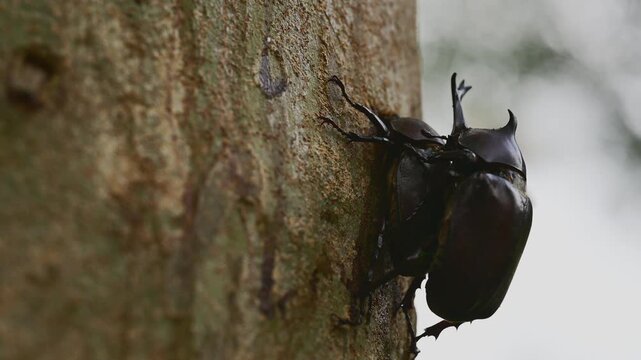 Taiwan Rhinoceros Beetles in Summer Forest. Rhinoceros beetle mating and Natural Behavior , 4K Wildlife Macro Footage.
