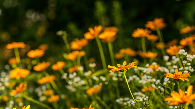 Field of bright yellow and orange wildflowers blooming in the summer sun