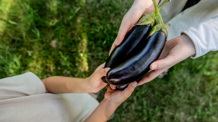 Fototapeta premium Hands sharing freshly harvested eggplants from a garden on a sunny day