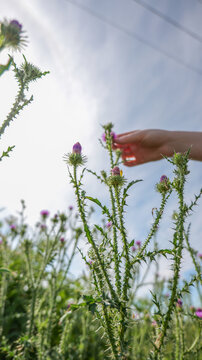 Hand reaching towards a blooming thistle flower in a field under a bright sky