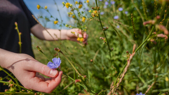 Hand gently picking a delicate blue wildflower in a sunny meadow with yellow flowers