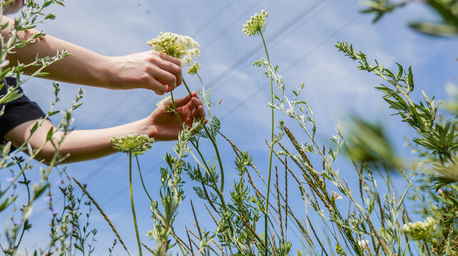 Hands gently picking wildflowers against a bright blue sky with wispy clouds