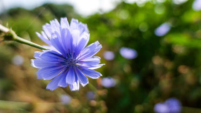 Close-up of a delicate blue chicory flower blooming in a sunlit meadow