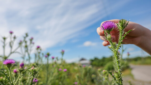 Hand gently touching a prickly purple thistle flower in a field under a blue sky