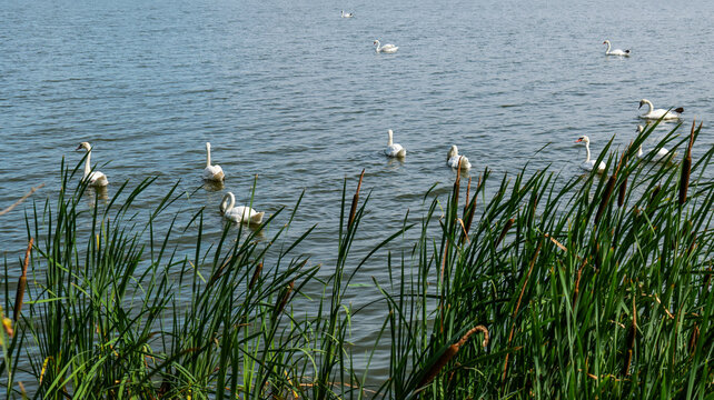 Graceful white swans glide across a tranquil blue lake surrounded by lush green reeds