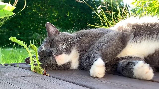 Gray Tabby Cat Sleeping Outdoors on Wooden Deck
